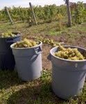 Bergeron grape picking 3