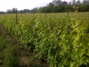 Stanners Vineyard vines