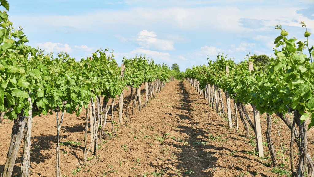 stratus vineyards